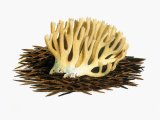 Ramaria abietina FU001