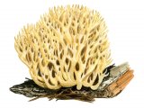 Ramaria decurrens (Ochre Coral) FU001