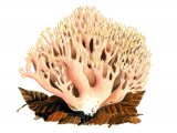 Ramaria formosa FU001