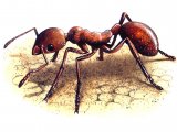 IH005- Ant (red) Myrmica rubra