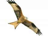 Red Kite (Milvus milvus) BD0548