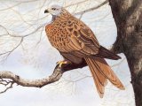 Red Kite (Milvus milvus) BD0550