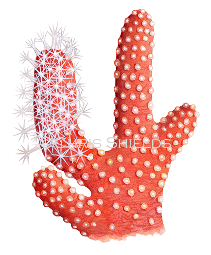 Red Sea Fingers (Alcyonium glomeratum) OS0034