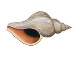 Red Whelk (Neptunea antiqua) OS0003