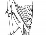 Reed Warbler (Acrocephalus scirpaceus) BD0575