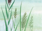 Reeds & Grasses - Common Reed (Phragmites australis) Reed Canary Grass (Phalaris arundinacea) Reed Sweet-grass (Glyceria maximum)  Floating Sweet Grass (G. fluitans) BT0127
