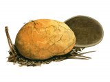 Rhizopogon luteolus (Yelow False Truffle) FU001