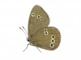 Ringlet (Aphantopus hyperantus) IN002