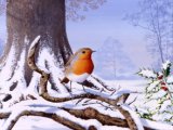 Robin (Erithacus rubecula) BD0417