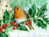 Robin (Erithacus rubecula) BD0421