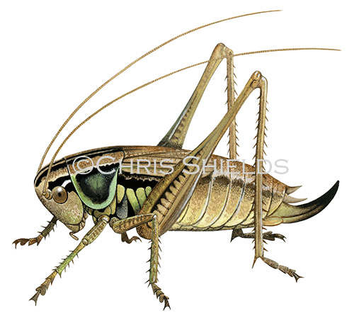 Roesel’s bush cricket (Metrioptera roeselii) IN001