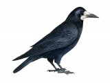Rook (Corvus frugilegus) BD0425