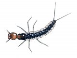 Rove Beetle Larvae (Staphylinidae) IN005
