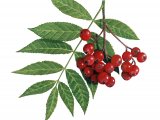 Rowan Berries (Sorbus aucuparia) B003