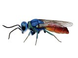 IH102 - Ruby-tailed Wasp (Chrysis ignita)