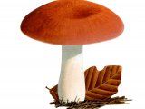 Russula rosea FU001