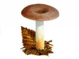 Russula versicolor FU001