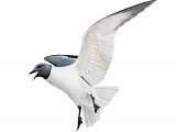 Sabines Gull (Xema sabini) BD064