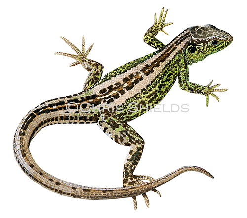 Sand Lizard (Lacerta agilis) R009