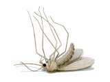 Sandfly (Lutzomyia longipalpis) unfed dead female OS012