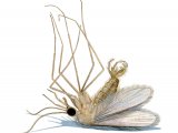Sandfly (Phlebotomus perniciosus) dead unfed male OS008