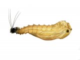 Sandfly Pupae (Plebotomus perniciosus) OS005