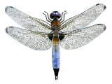 Scarce Chaser (Libellula fulva) IN001 IN001