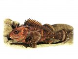 F175 - Scorpion Fish (Scorpaena porcus)