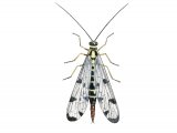 IN111 - Scorpion Fly (Panorpa communis), scorpionfly