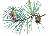 Scots Pine cone & flowers (Pinus sylvestris) BT063