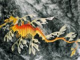 F170 - Sea Dragon (Phycodurus eques)