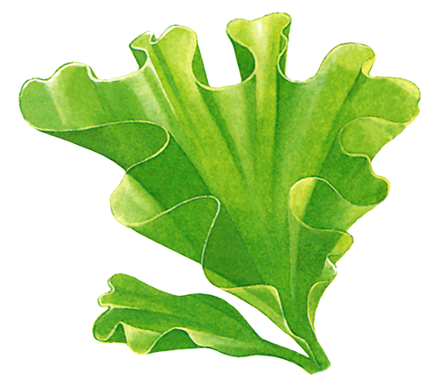 Seaweed (Sea Lettuce) Ulva lactuca BT0328
