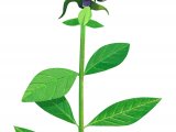 Selfheal (Prunella vulgaris) BT0289