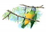 Senegal Parrot (Poicephalus senegalus) BD066