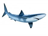 F186 - Blue shark (Prionace glauca)