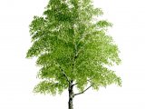 Silver Birch Tree (Betula pendula) BT069