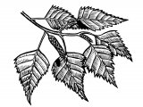 Silver Birch leaves (Betula pendula) BT066