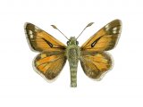 Silver-spotted Skipper (Hesperia comma) IN001