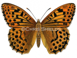 Silver-washed Fritillary (Argynnis paphia) L0092