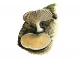 Simocybe haustellaris FU001