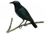 Singing Starling (Aplonis cantoroides) adult BD071
