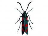 Burnet Moth (Six-Spot) Zygaena filipendulae IN002