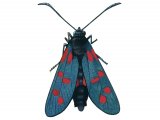 Burnet Moth (Six-spot) Zygaena filipendulae IN005
