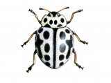 Sixteen-spot Ladybird (Tytthaspis 16-punctata) IN001