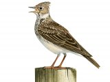 Skylark (Alauda arvensis) BD0433