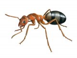 IH006 - Ant (Slavemaker) Formica sanguinea