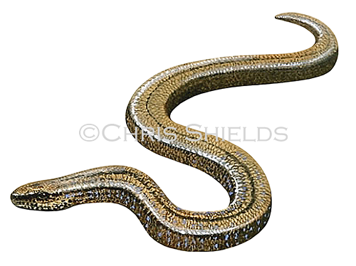 Slow Worm (Anguis fragilis) R0011