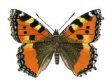 Small Tortoiseshell (Aglais urticae) IN001