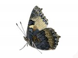 Small Tortoiseshell (Aglais urticae) IN003