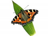 Small Tortoiseshell (Aglais urticae) IN005